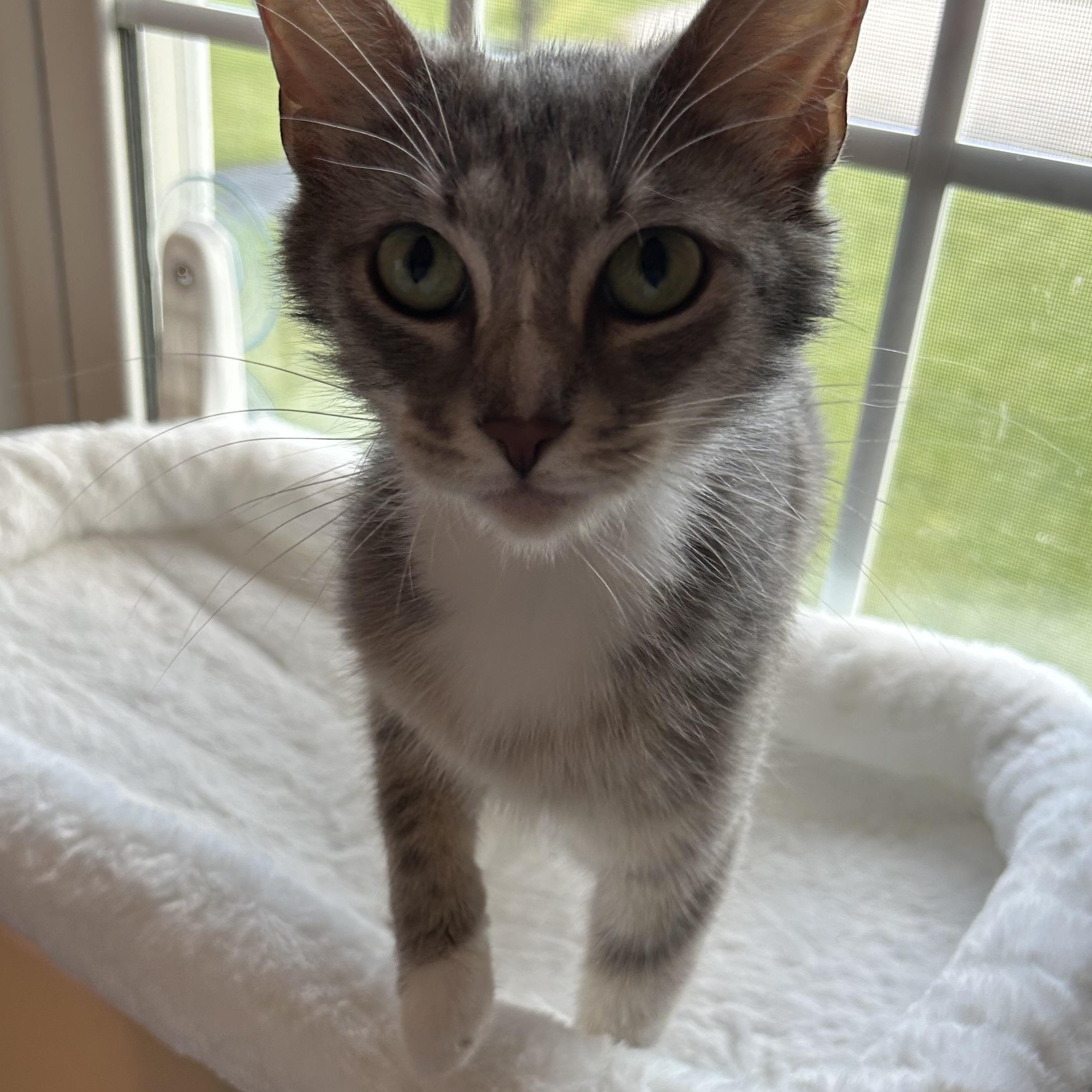 MABEL, an adoptable mixed breed in Wilmington, OH image 3/4