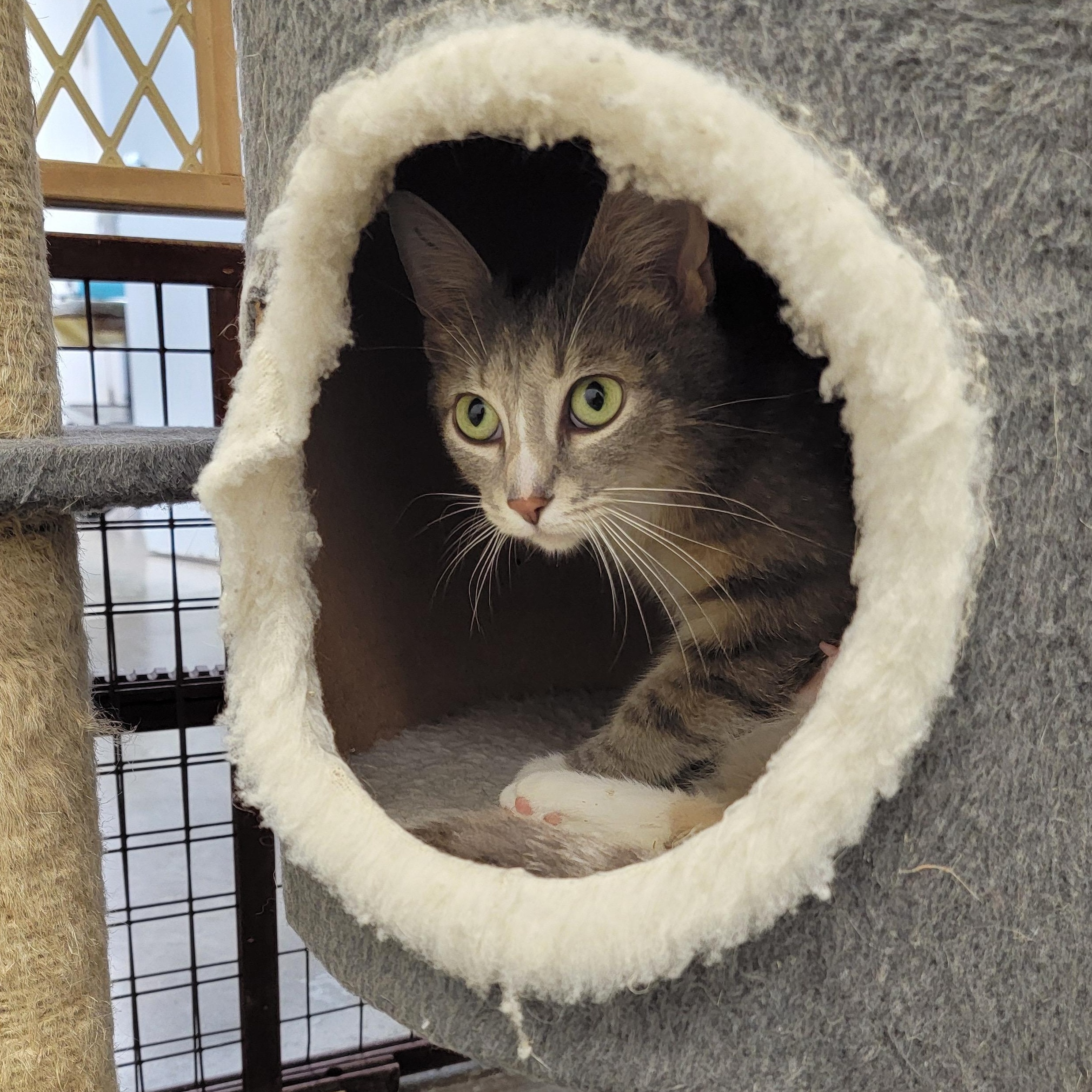 MABEL, an adoptable mixed breed in Wilmington, OH image 4/4
