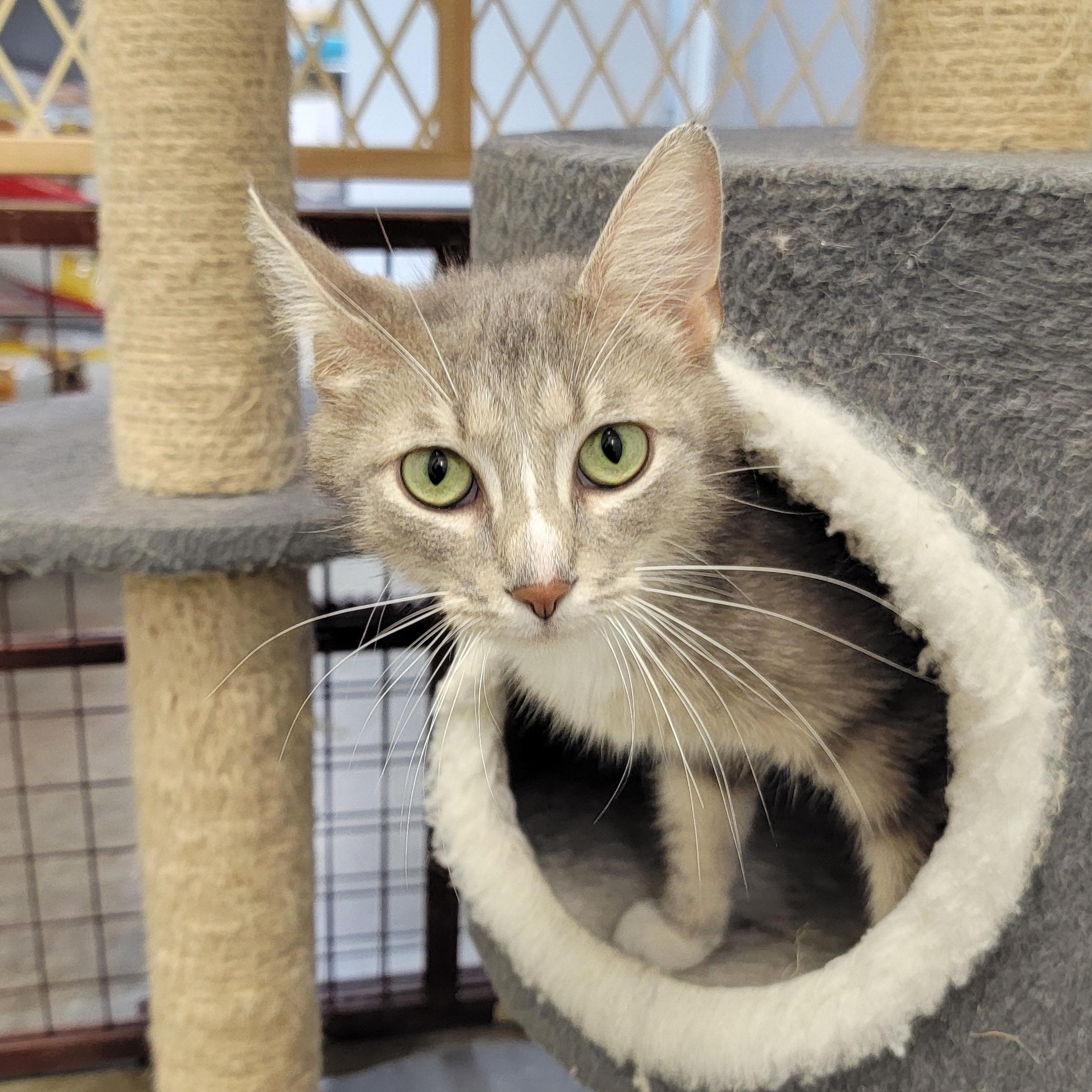 MABEL, an adoptable mixed breed in Wilmington, OH image 2/4