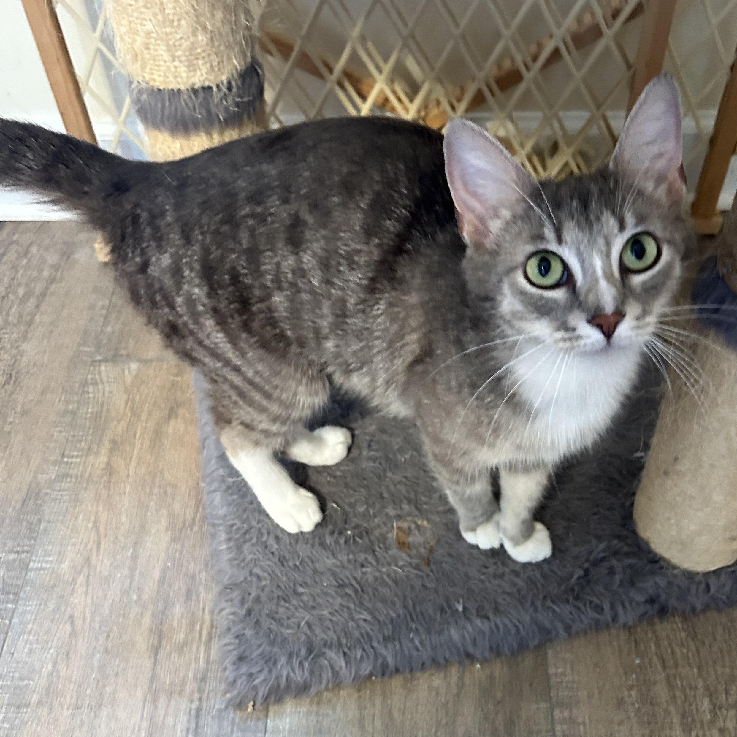 MABEL, an adoptable mixed breed in Wilmington, OH image 1/4
