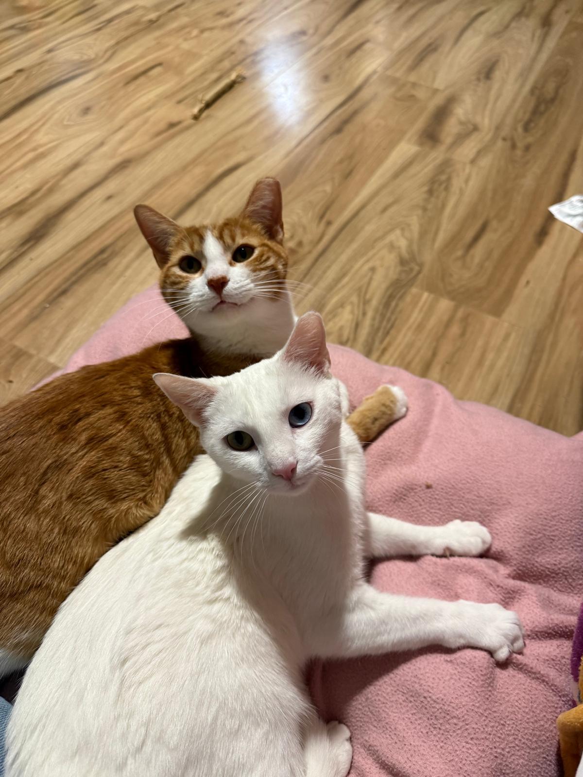 Airy (bonded with Tai), a ADOPTABLE Domestic Short Hair in Sandy Springs, GA image 2/6