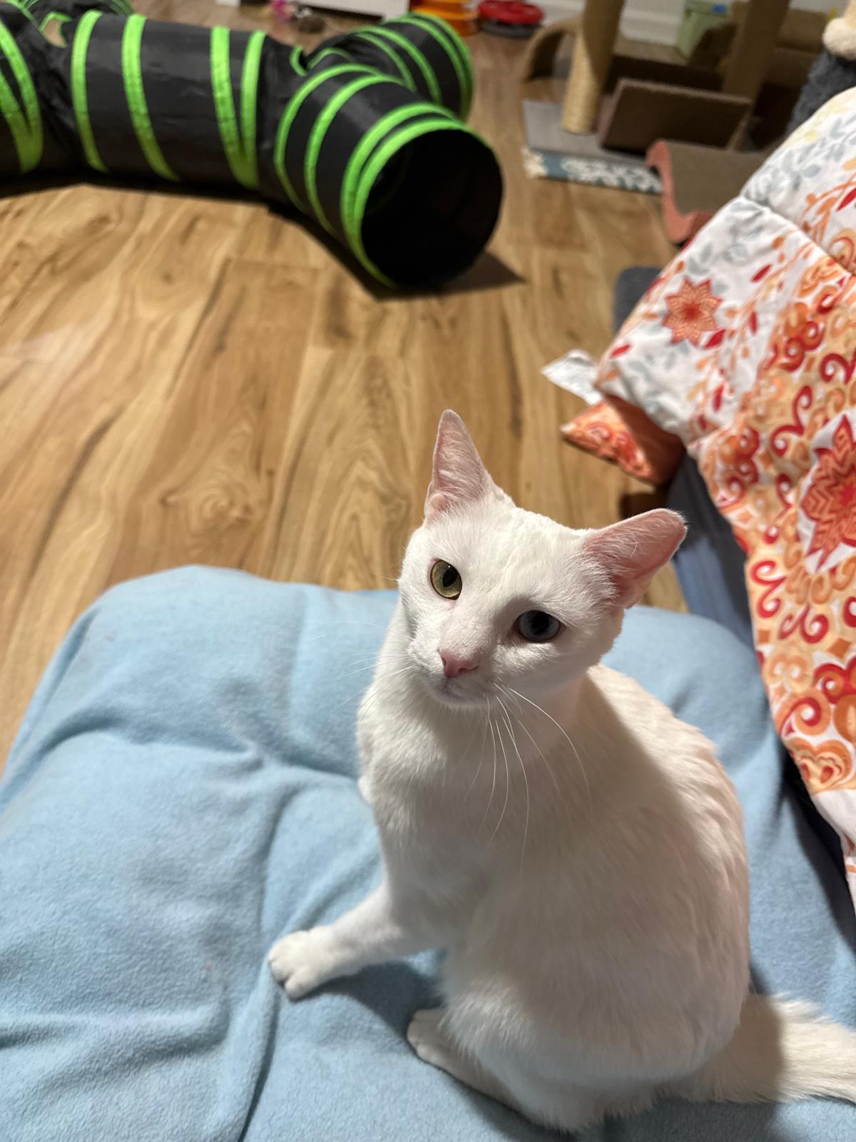 Airy (bonded with Tai), a ADOPTABLE Domestic Short Hair in Sandy Springs, GA image 3/6