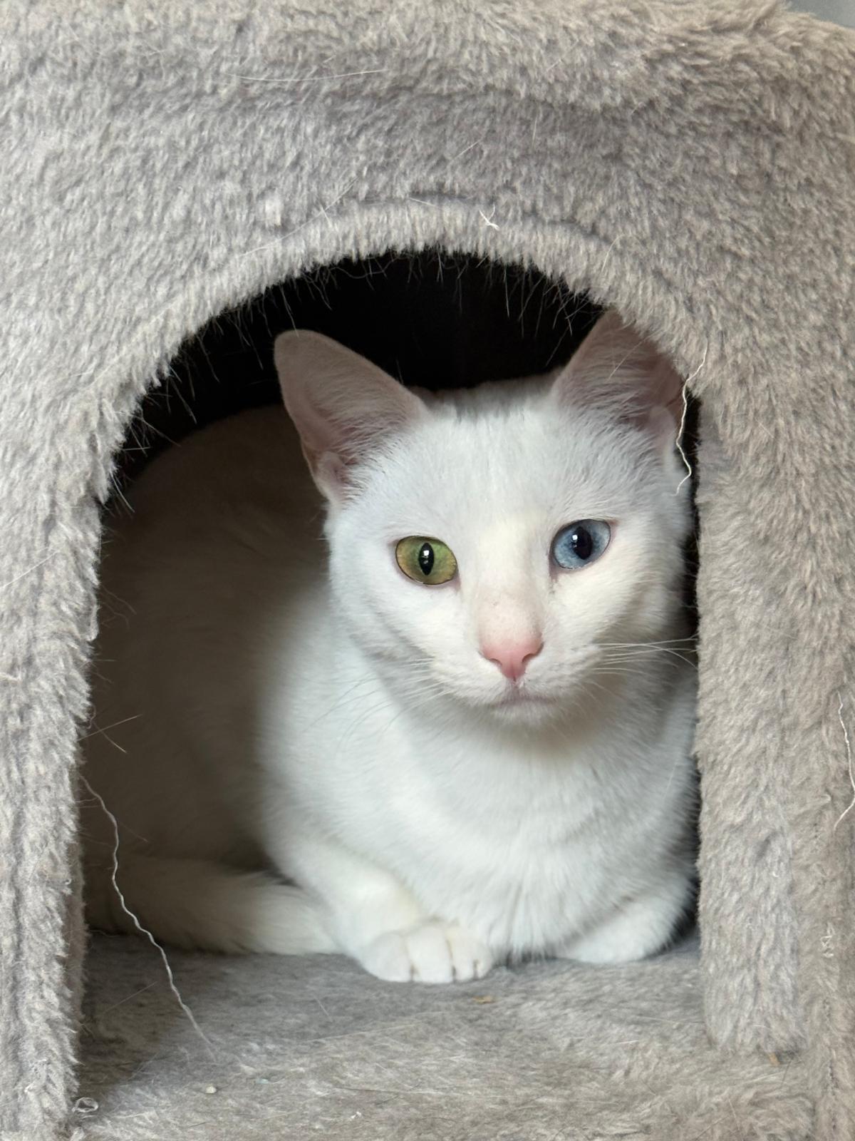 Airy (bonded with Tai), ADOPTABLE, Young Female Domestic Short Hair.