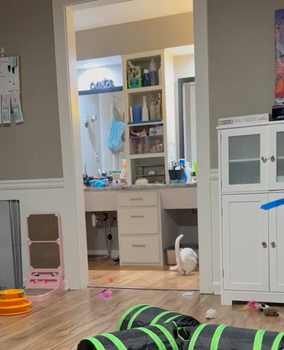 Enlarge Airy (bonded with Tai), a ADOPTABLE Domestic Short Hair in Sandy Springs, GA video 6/6