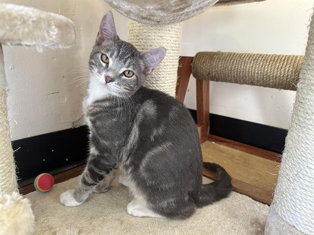 Enlarge RALPHIE, a Adoptable Domestic Short Hair in Santa Clara, CA image 1/1