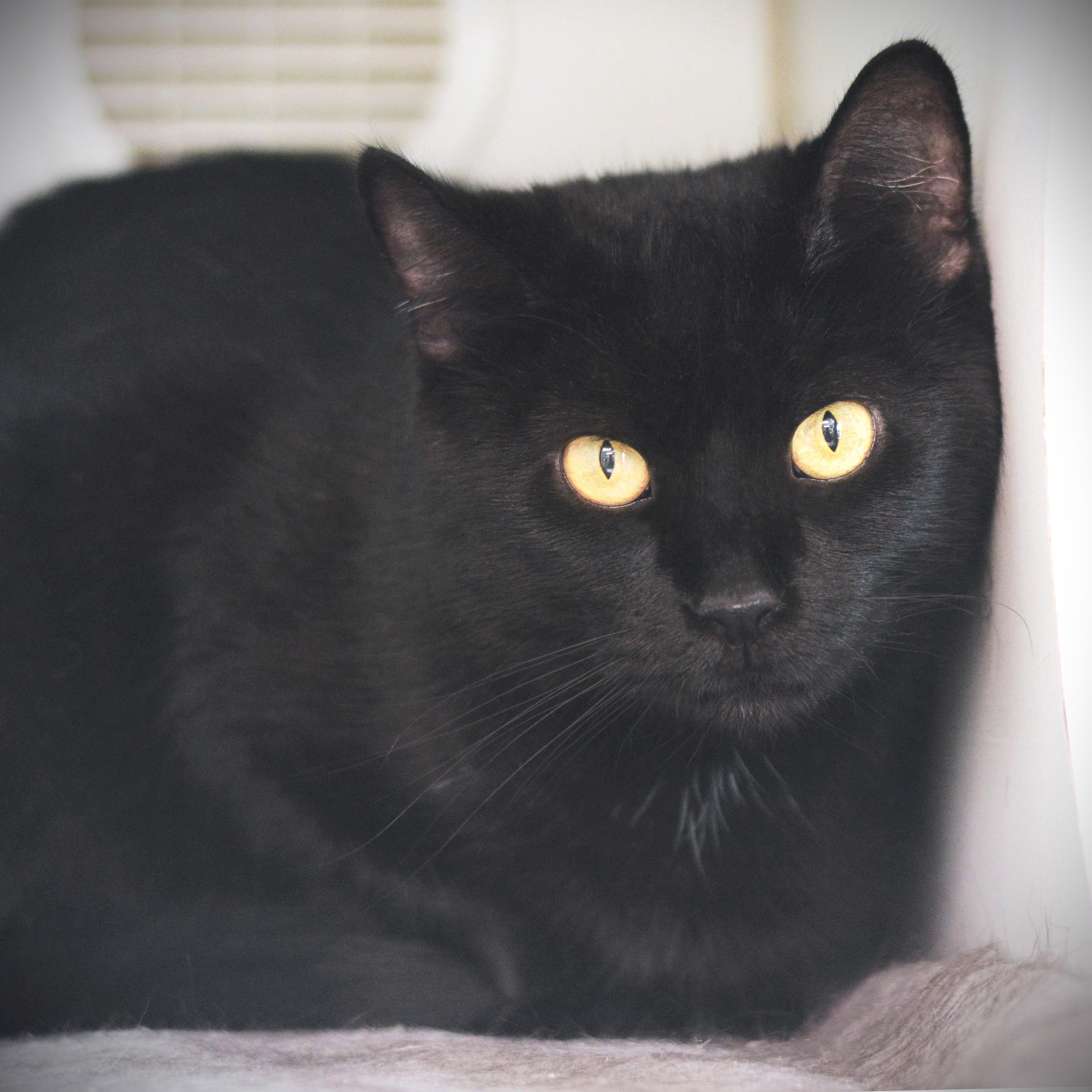 Enlarge Houdini Girl, a Adopted Domestic Short Hair in Amsterdam, NY image 1/1