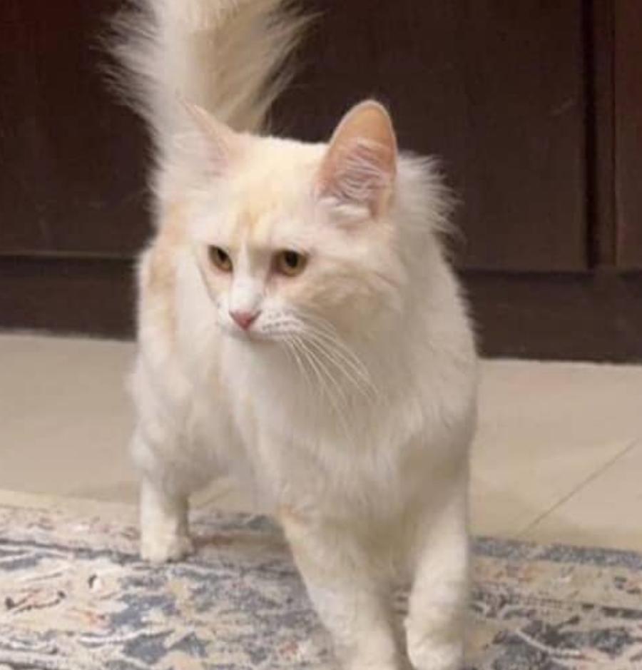 Titi