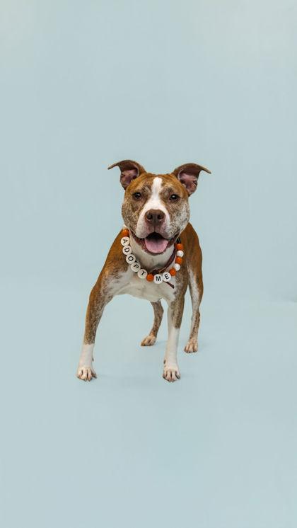 Enlarge Mirta, a Adoptable mixed breed in Knoxville, TN image 1/3