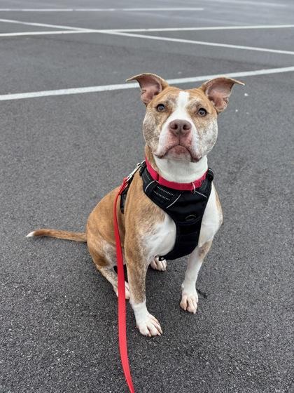 Enlarge Mirta, a Adoptable mixed breed in Knoxville, TN image 2/3