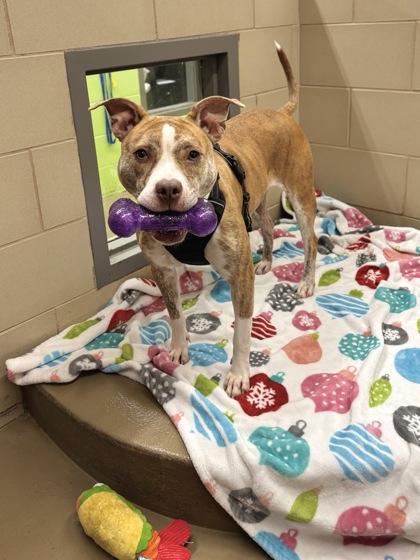 Enlarge Mirta, a Adoptable mixed breed in Knoxville, TN image 3/3