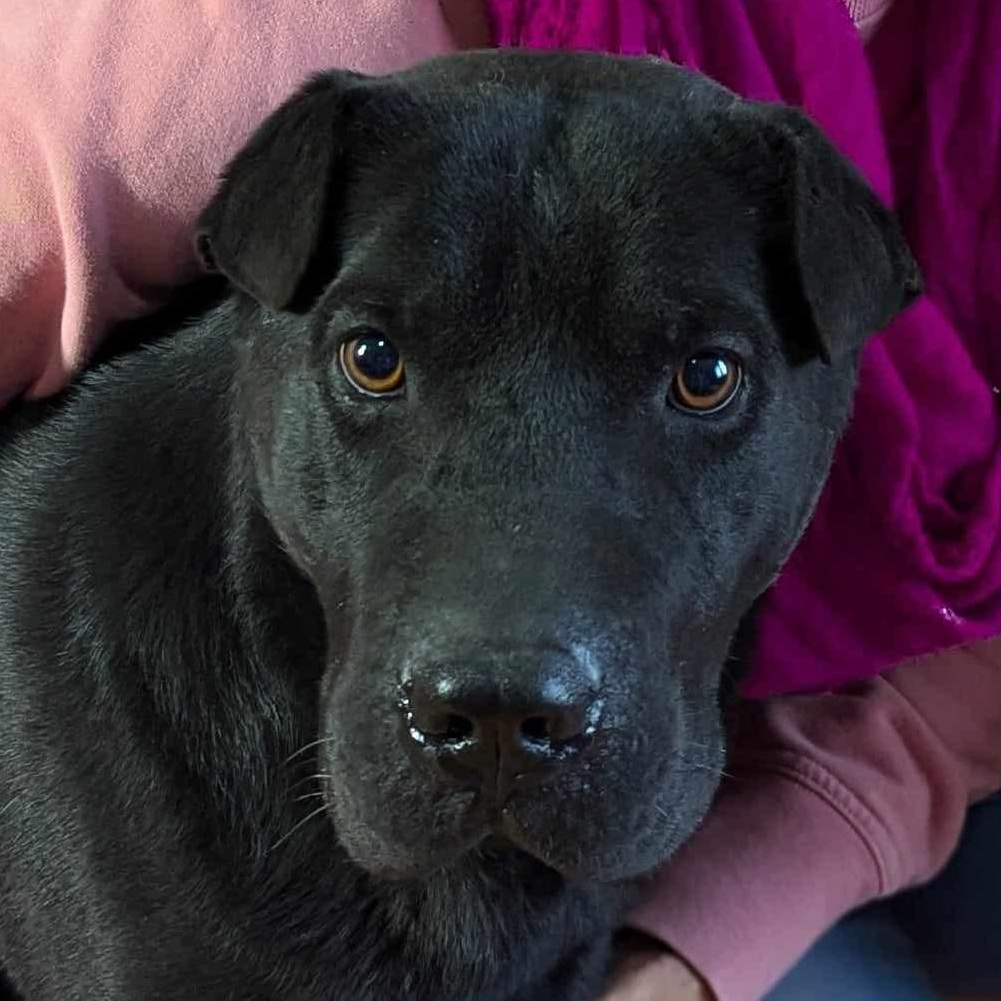 Enlarge ECHO, a Adoptable mixed breed in Cameron, NC image 1/1