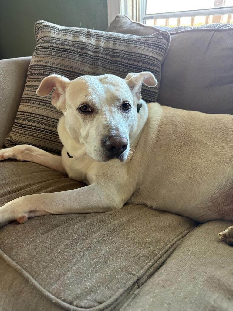 Snowie, Adoptable, Adult Female Labrador Retriever & Shepherd.