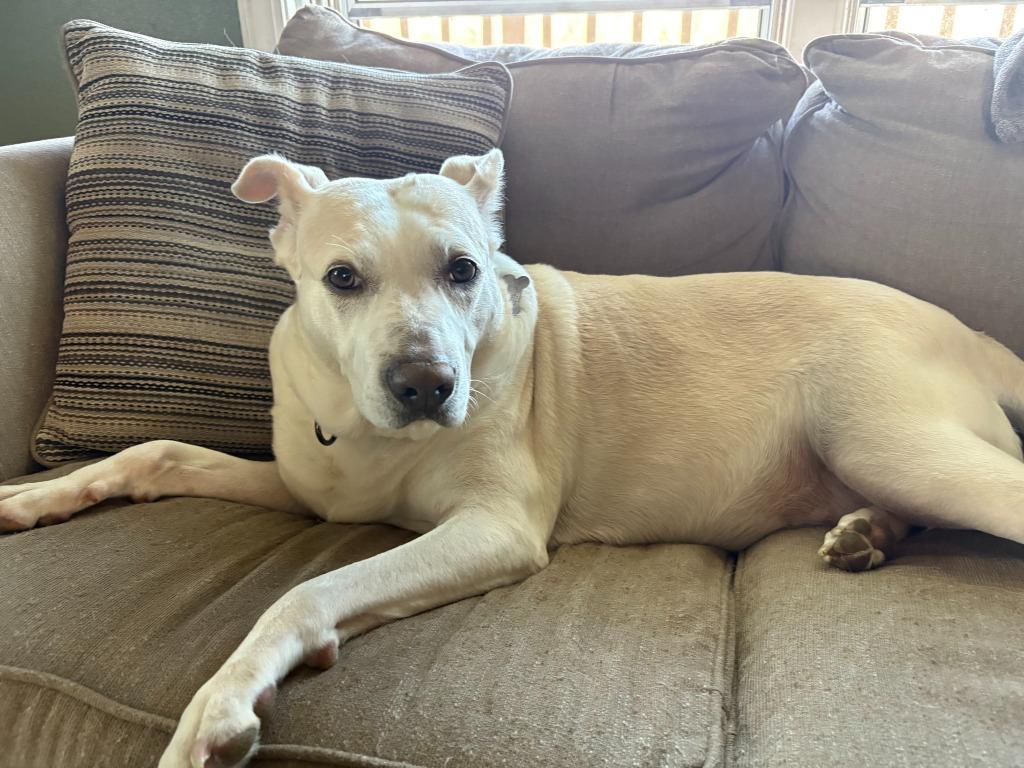 Snowie, a Adoptable mixed breed in Fond Du Lac, WI image 2/6