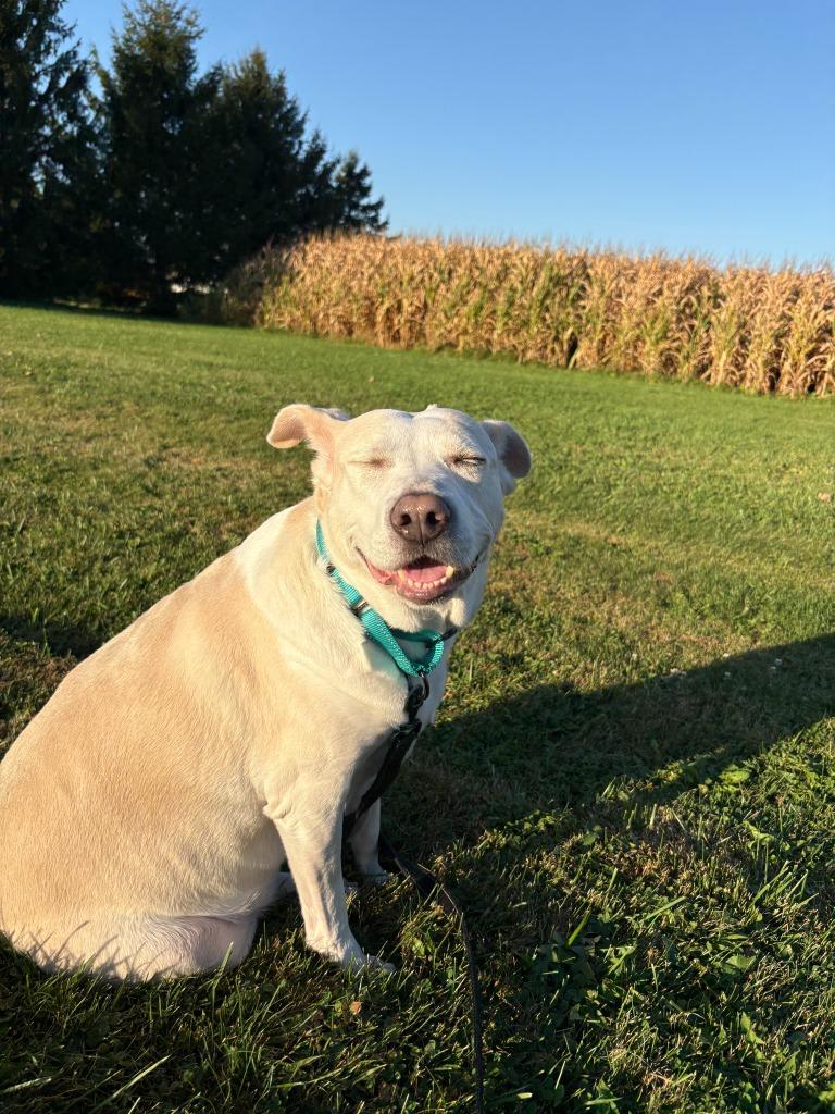 Snowie, a Adoptable mixed breed in Fond Du Lac, WI image 4/6