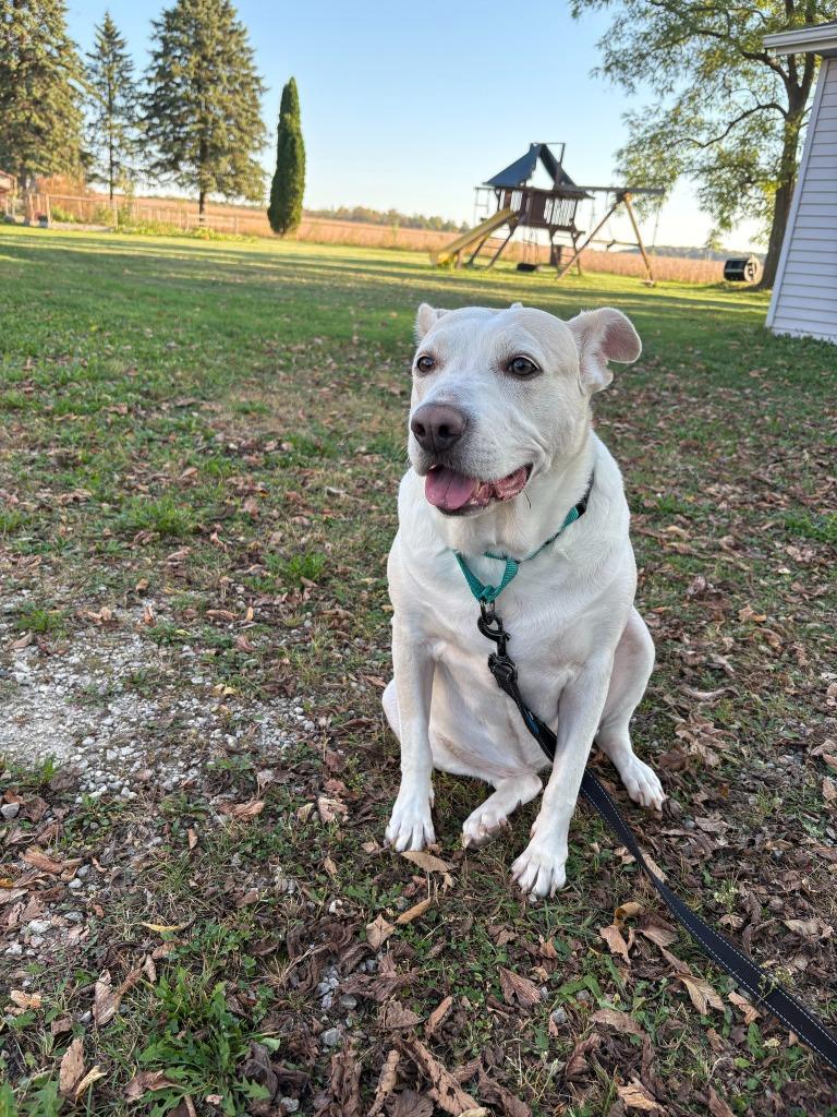 Snowie, a Adoptable mixed breed in Fond Du Lac, WI image 5/6