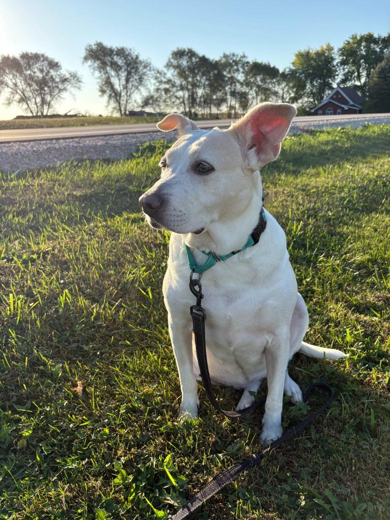 Snowie, a Adoptable mixed breed in Fond Du Lac, WI image 6/6