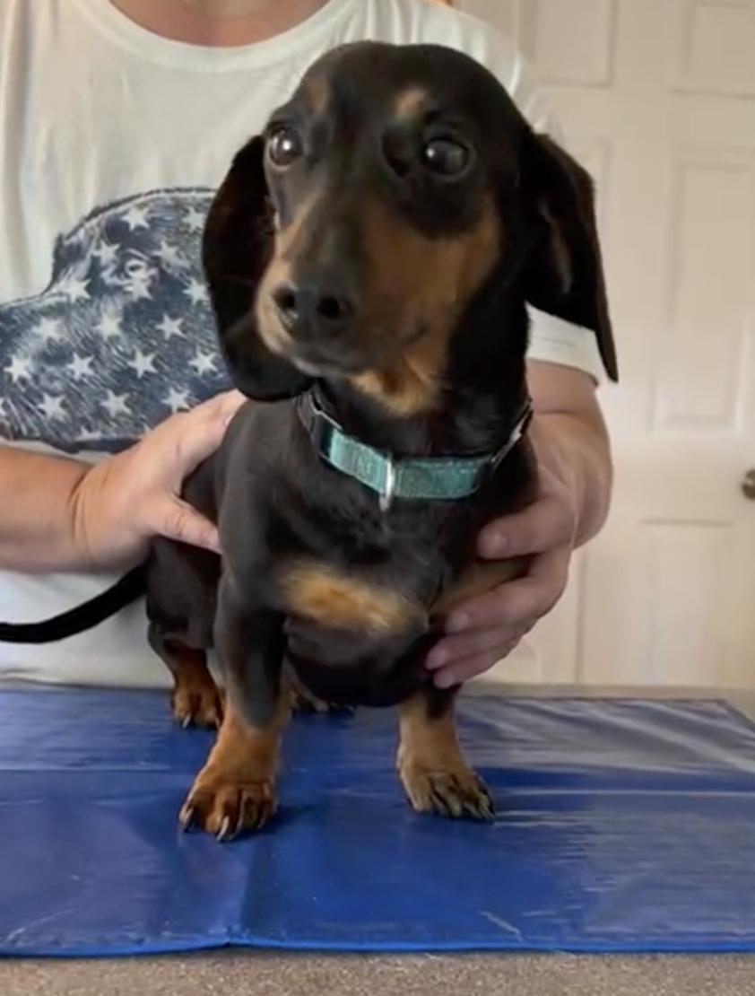 Franklin, a ADOPTABLE Dachshund in Morrisville, PA image 2/2