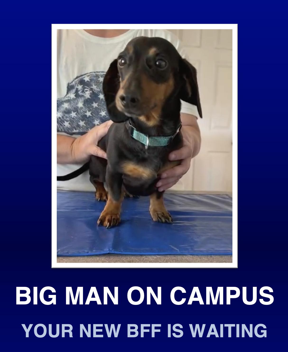 Franklin, ADOPTABLE, Young Male Dachshund.