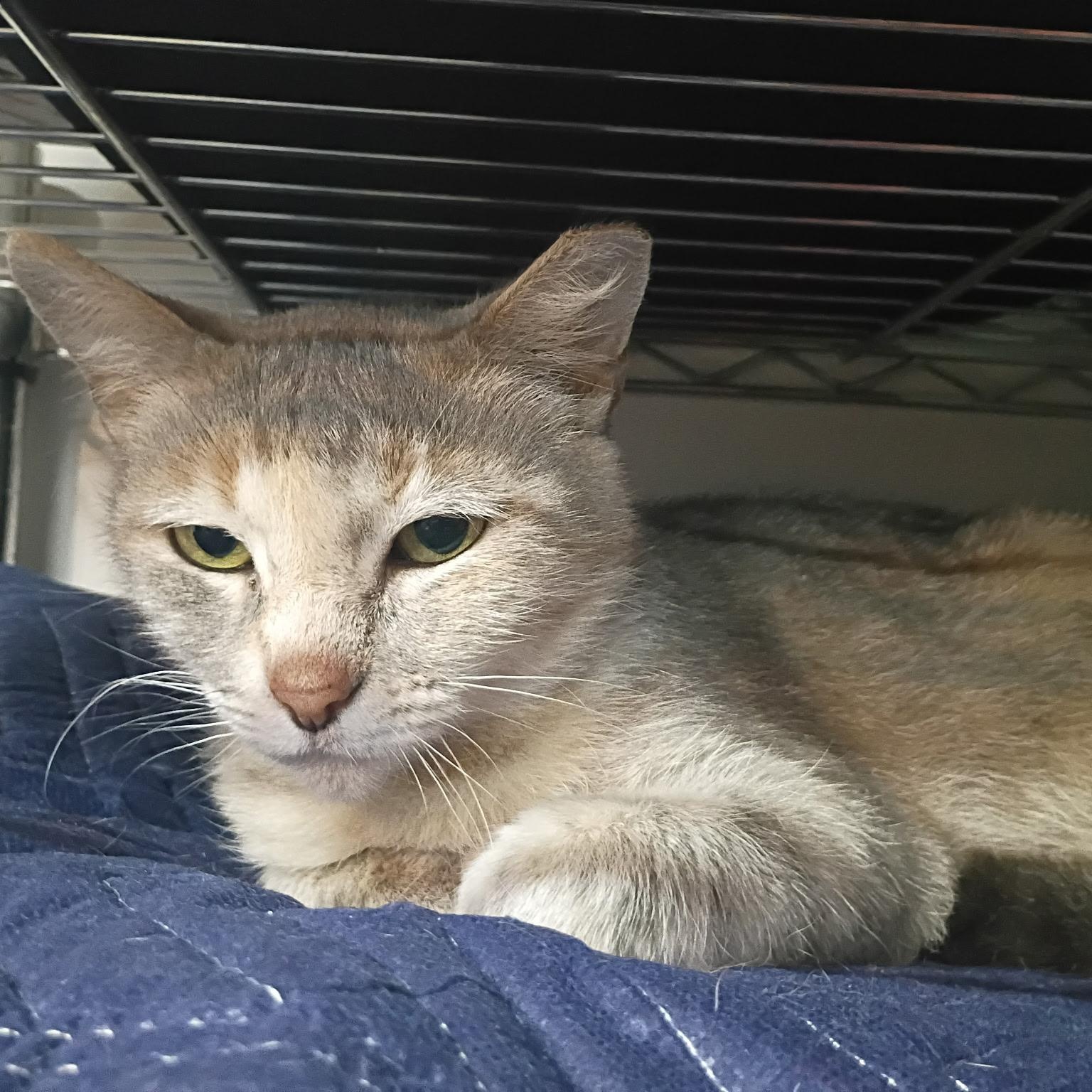 Enlarge Chelsea, a ADOPTABLE Domestic Short Hair in Huffman, TX image 2/2