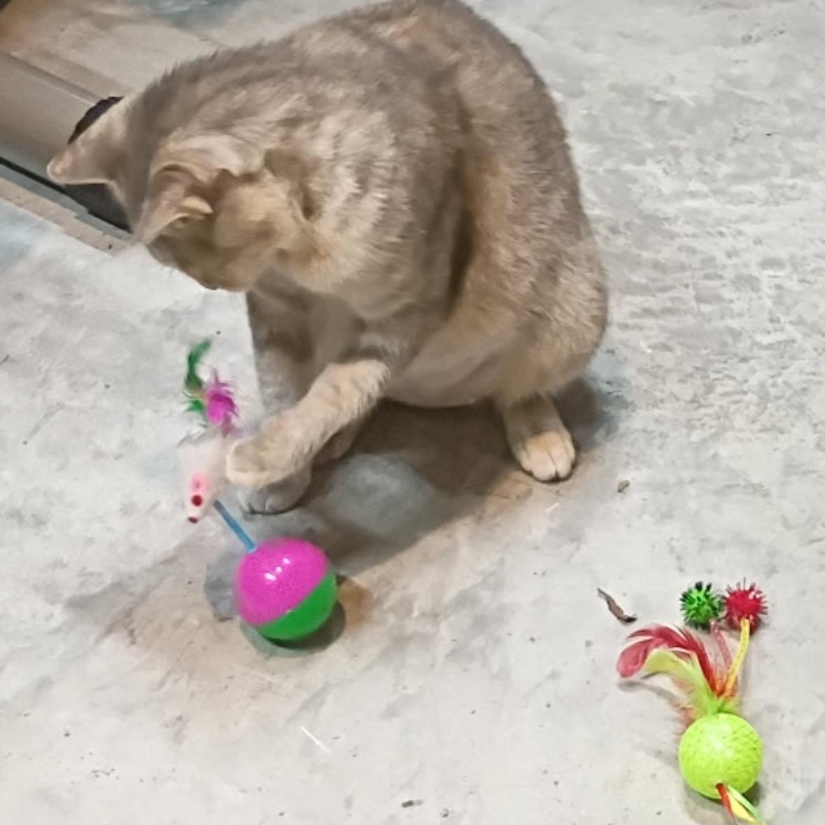 Chelsea, ADOPTABLE, Adult Female Domestic Short Hair.