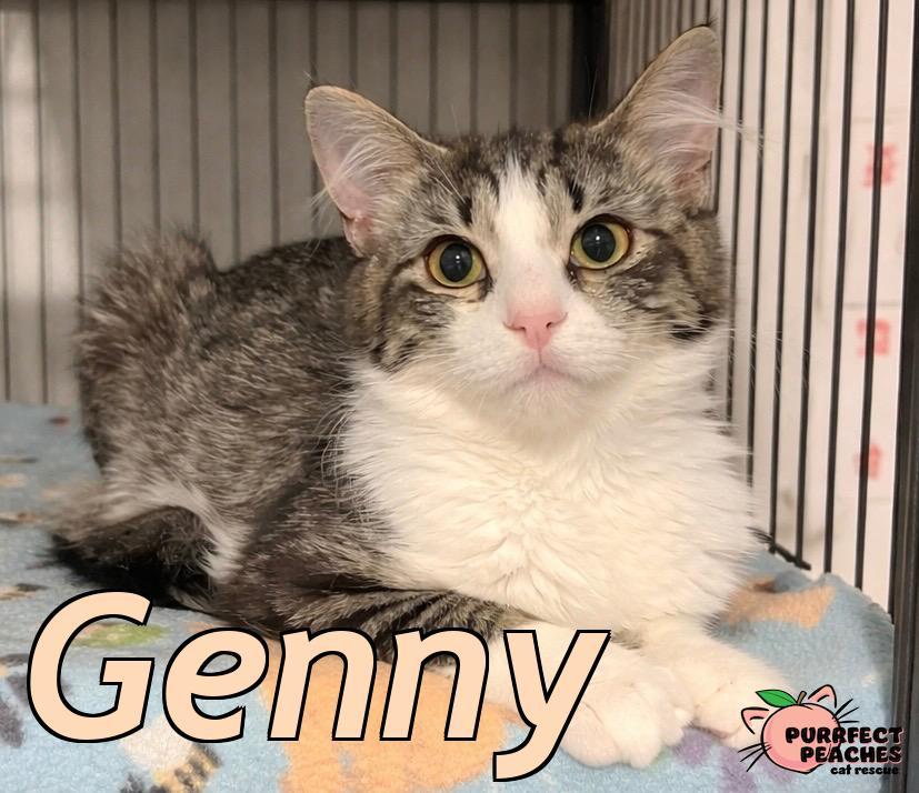 Enlarge Genny, a Adoptable mixed breed in Douglasville, GA image 1/3