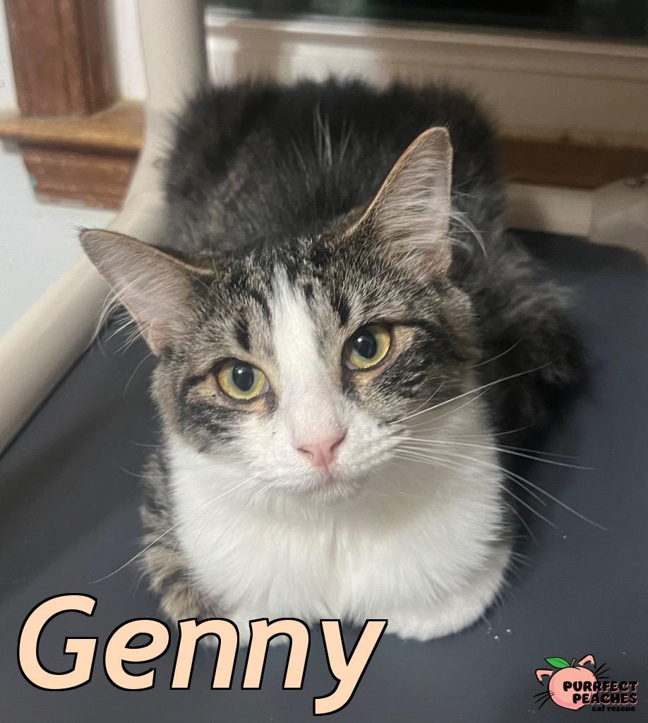 Enlarge Genny, a Adoptable mixed breed in Douglasville, GA image 3/3