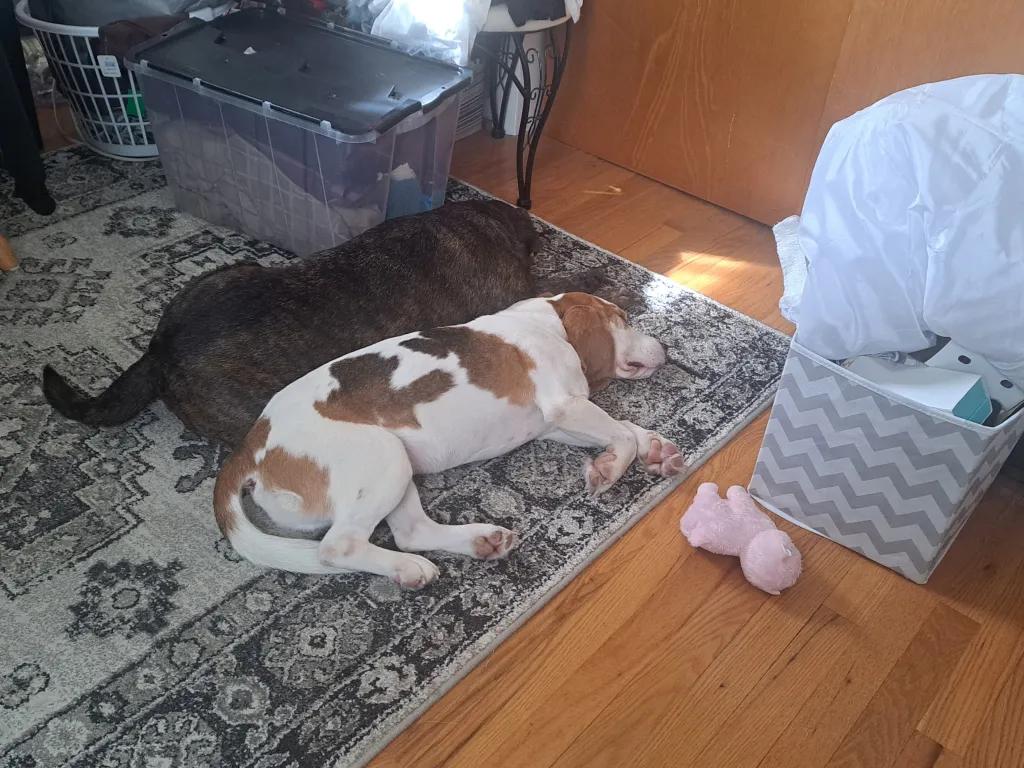 Enlarge Captain Love Howard, a Adoptable Beagle in Waldorf, MD image 6/6