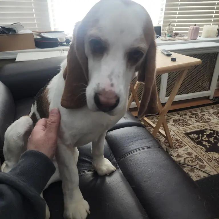 Enlarge Captain Love Howard, a Adoptable Beagle in Waldorf, MD image 5/6