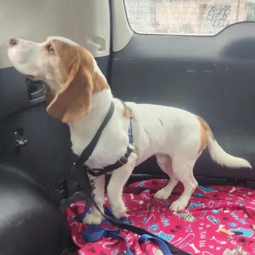 Enlarge Captain Love Howard, a Adoptable Beagle in Waldorf, MD image 2/6