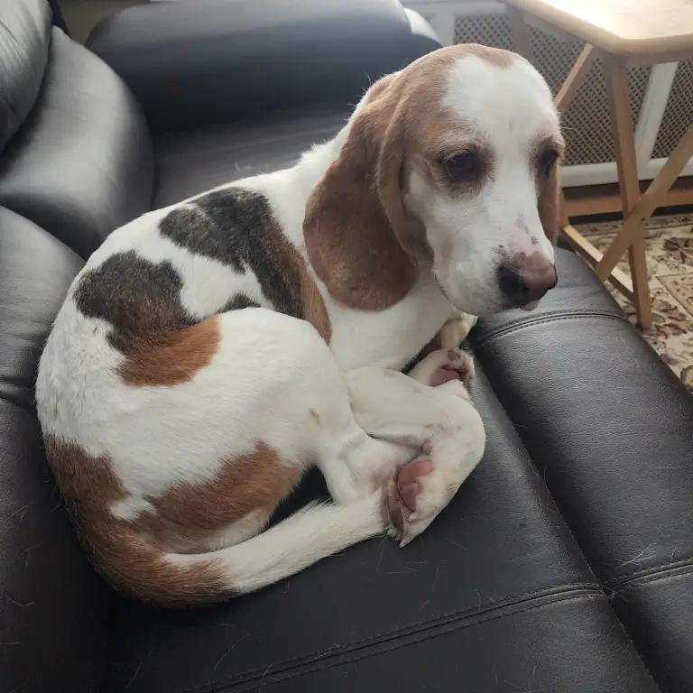 Enlarge Captain Love Howard, a Adoptable Beagle in Waldorf, MD image 3/6