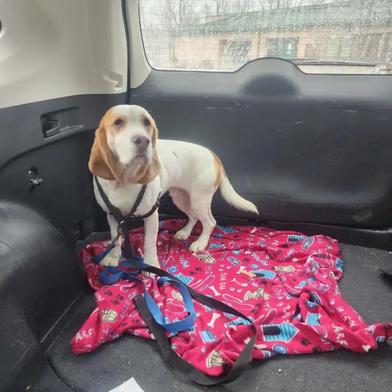 Enlarge Captain Love Howard, a Adoptable Beagle in Waldorf, MD image 4/6