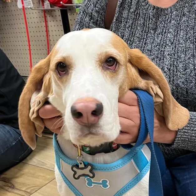 Captain Love Howard, Adoptable, Adult Male Beagle.
