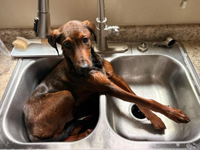 Zyon, Adoptable, Young Male Doberman Pinscher & Shepherd.