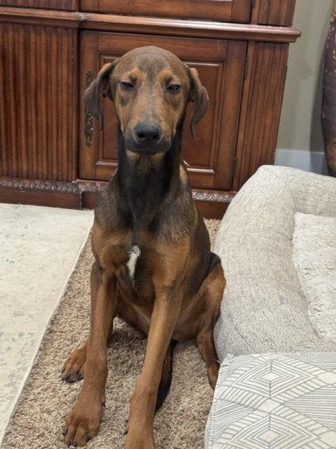 Enlarge Zyon, a Adoptable mixed breed in Salt Lake City, UT image 2/3