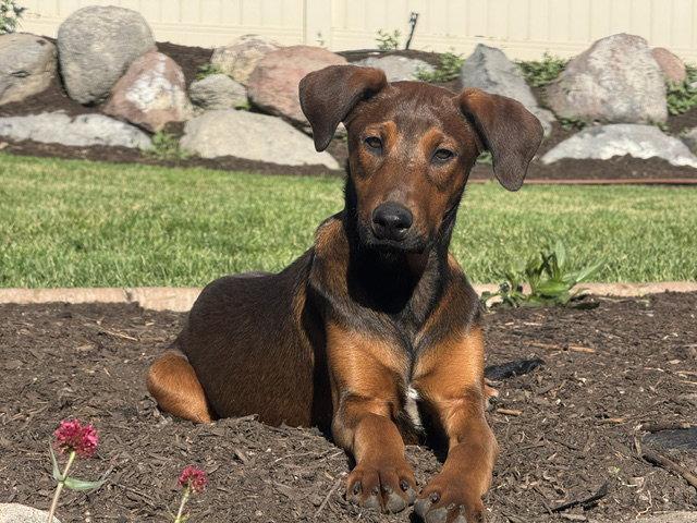 Enlarge Zyon, a Adoptable mixed breed in Salt Lake City, UT image 3/3