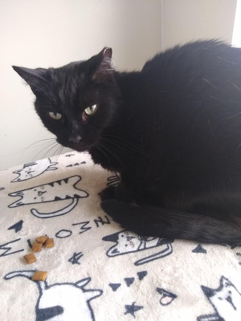 Enlarge Midnight, a Adoptable mixed breed in Bourbonnais, IL image 1/1