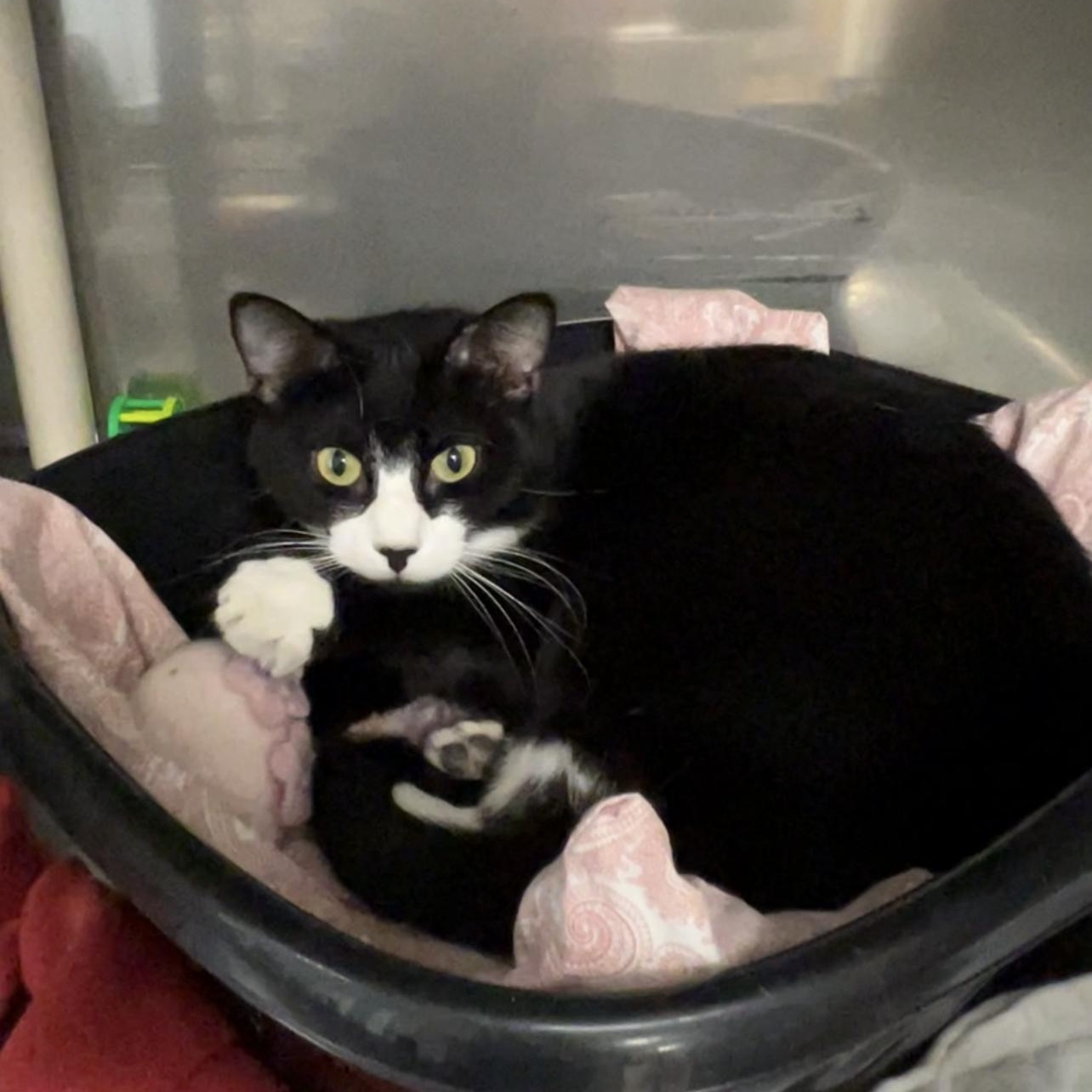 Rizzo, Young Female Domestic Short Hair