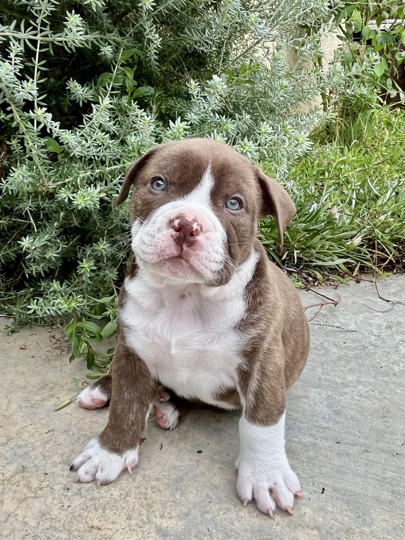 Lupin, Adopted, Puppy Male American Bulldog & French Bulldog.