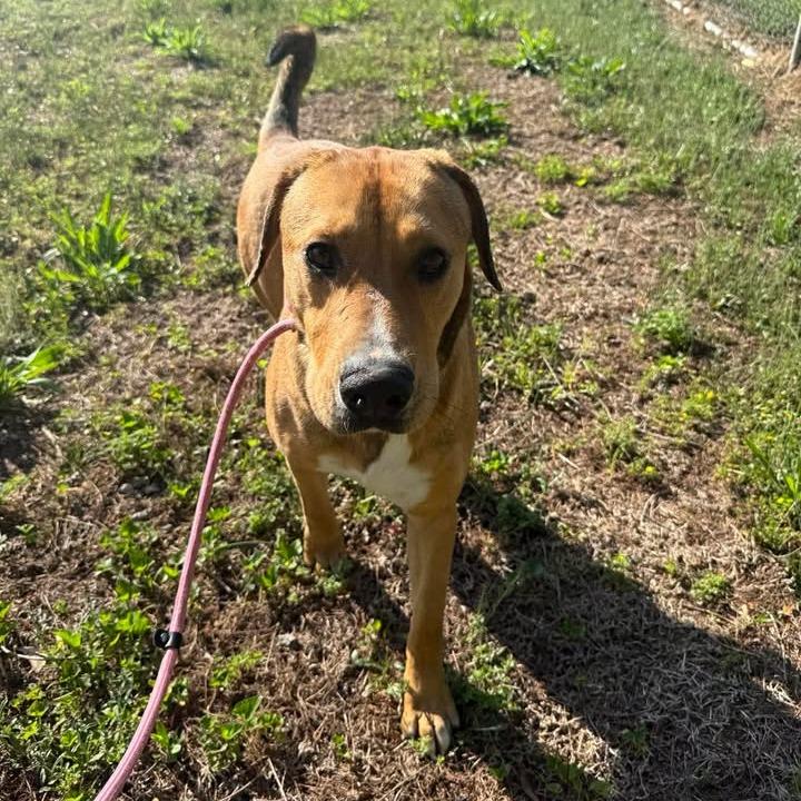 Romeo 042501, Adoptable, Adult Male Black Mouth Cur.