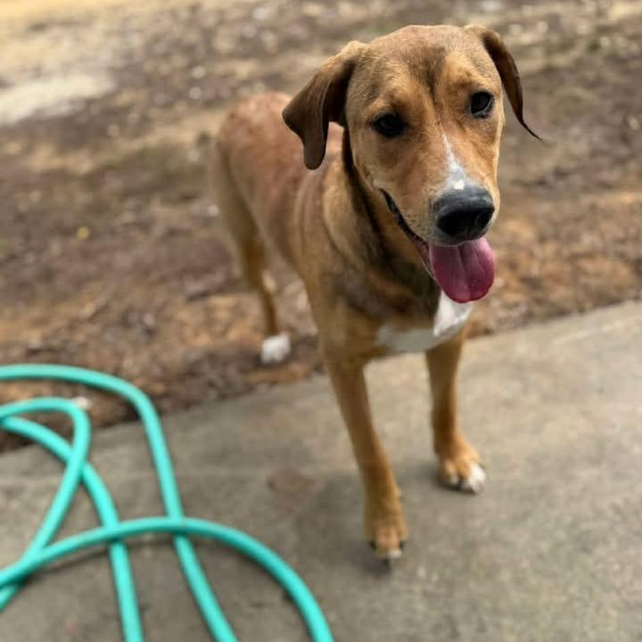 Romeo 042501, Adoptable, Adult Male Black Mouth Cur.