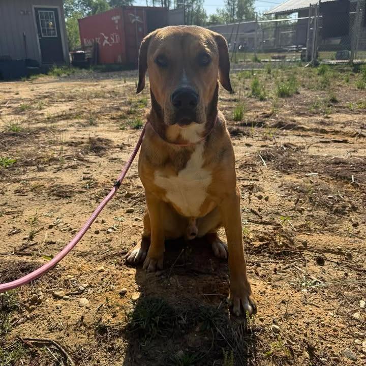 Enlarge Romeo 042501, a Adoptable mixed breed in Amory, MS image 3/6