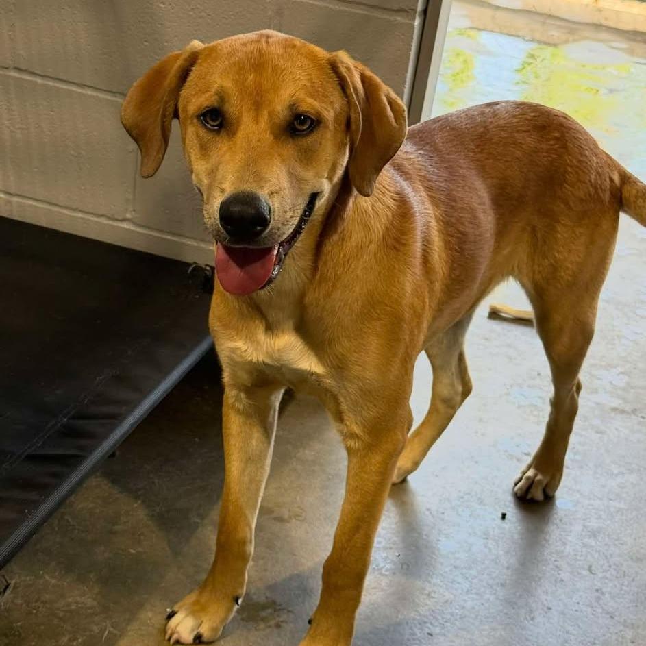 Enlarge Romeo 042501, a Adoptable mixed breed in Amory, MS image 2/2