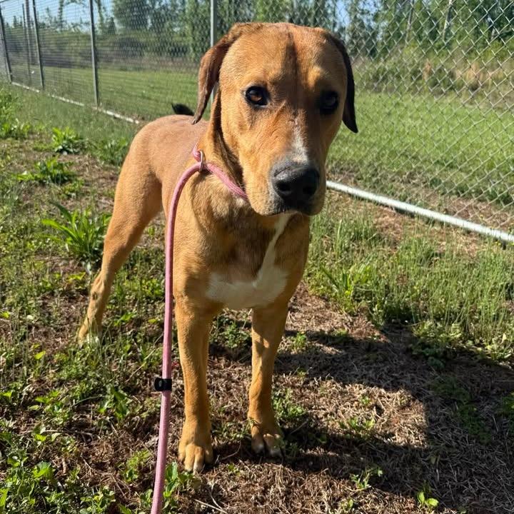 Enlarge Romeo 042501, a Adoptable mixed breed in Amory, MS image 5/6