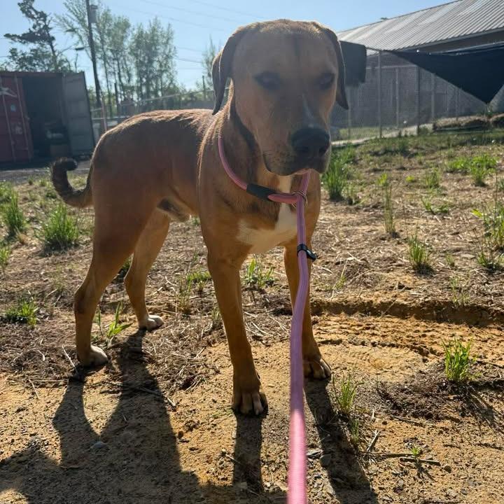 Enlarge Romeo 042501, a Adoptable mixed breed in Amory, MS image 6/6