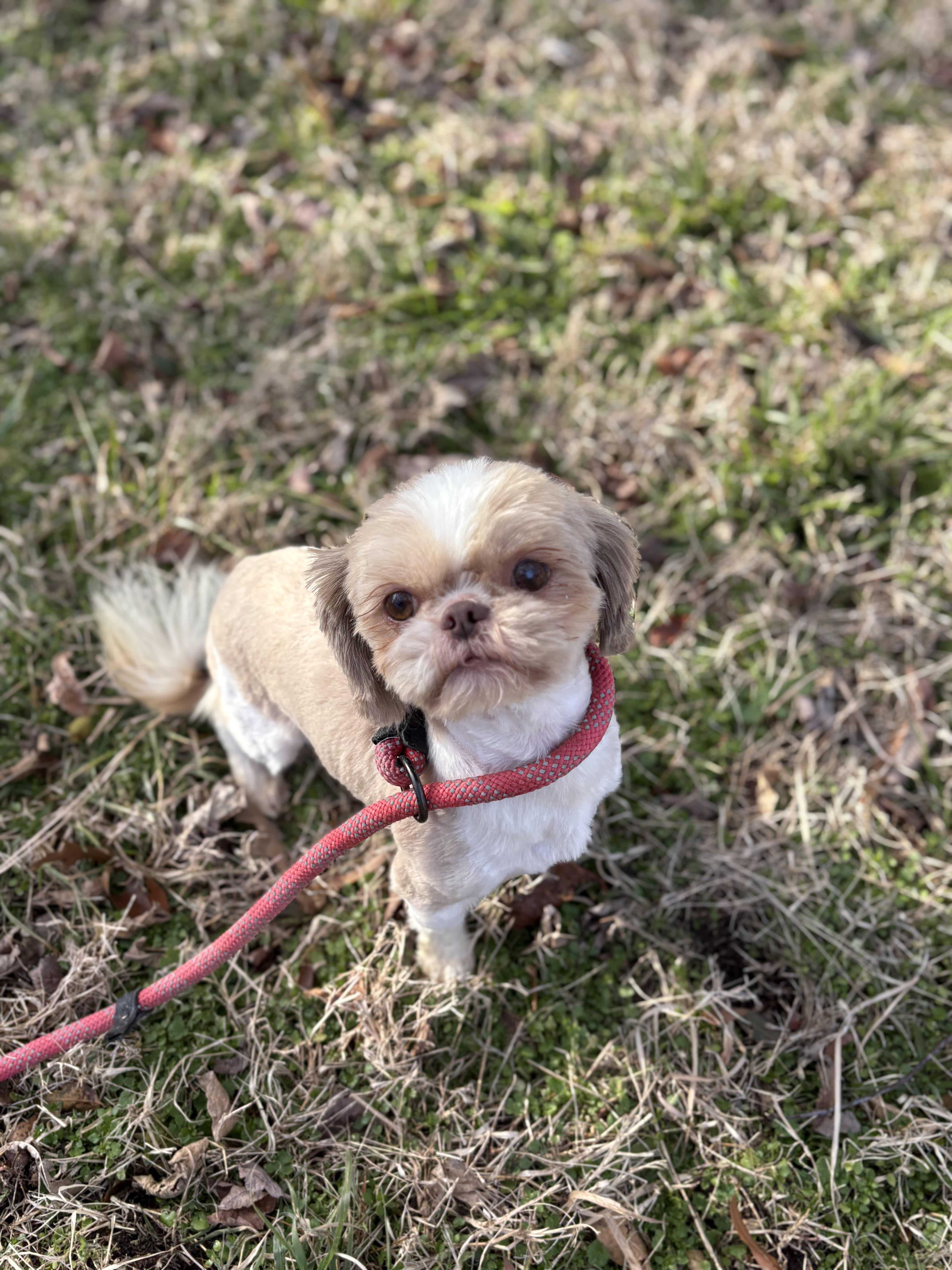 Big Red, a ADOPTABLE Shih Tzu in Louisa, VA image 2/4