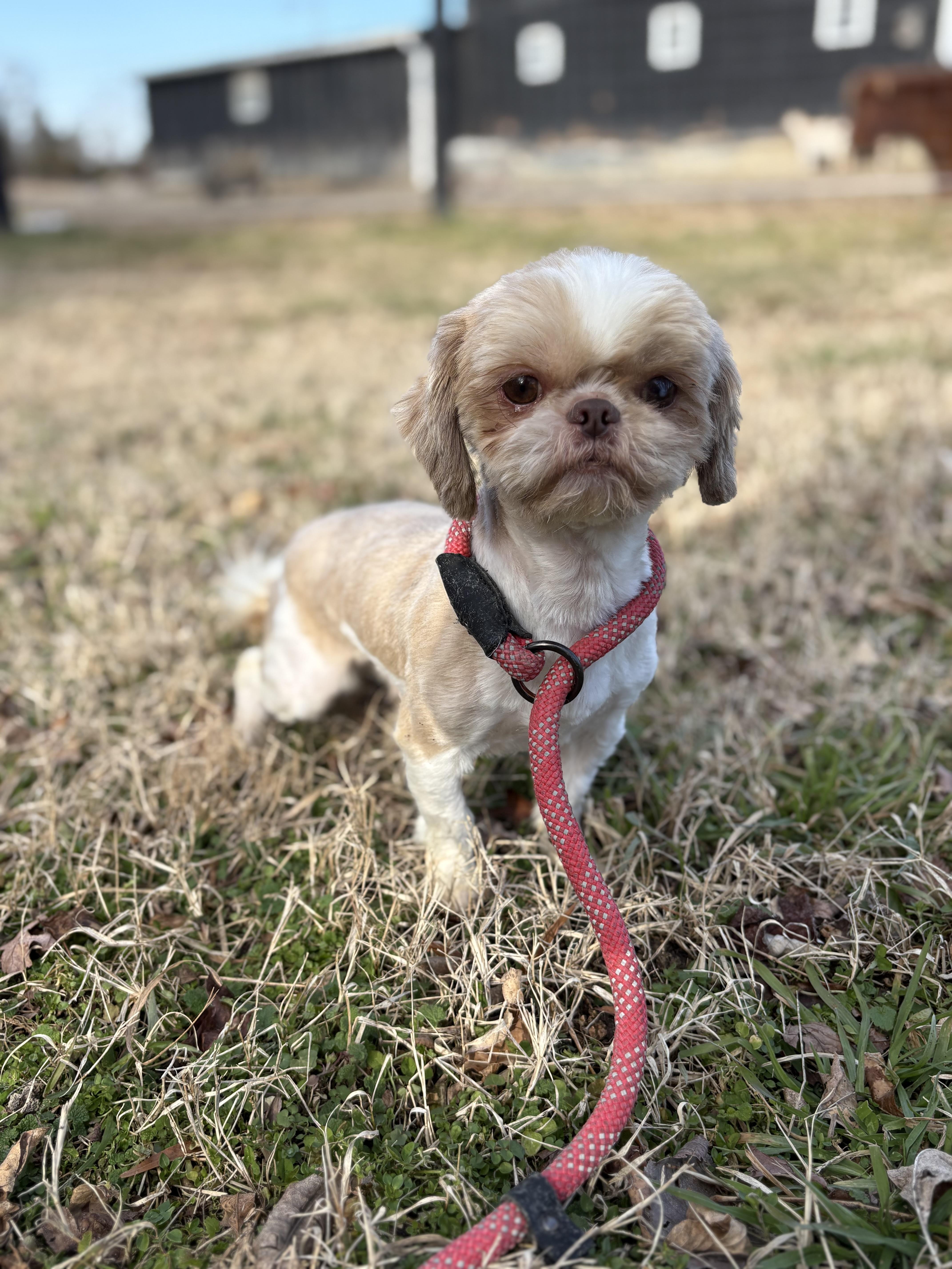 Big Red, a ADOPTABLE Shih Tzu in Louisa, VA image 1/4