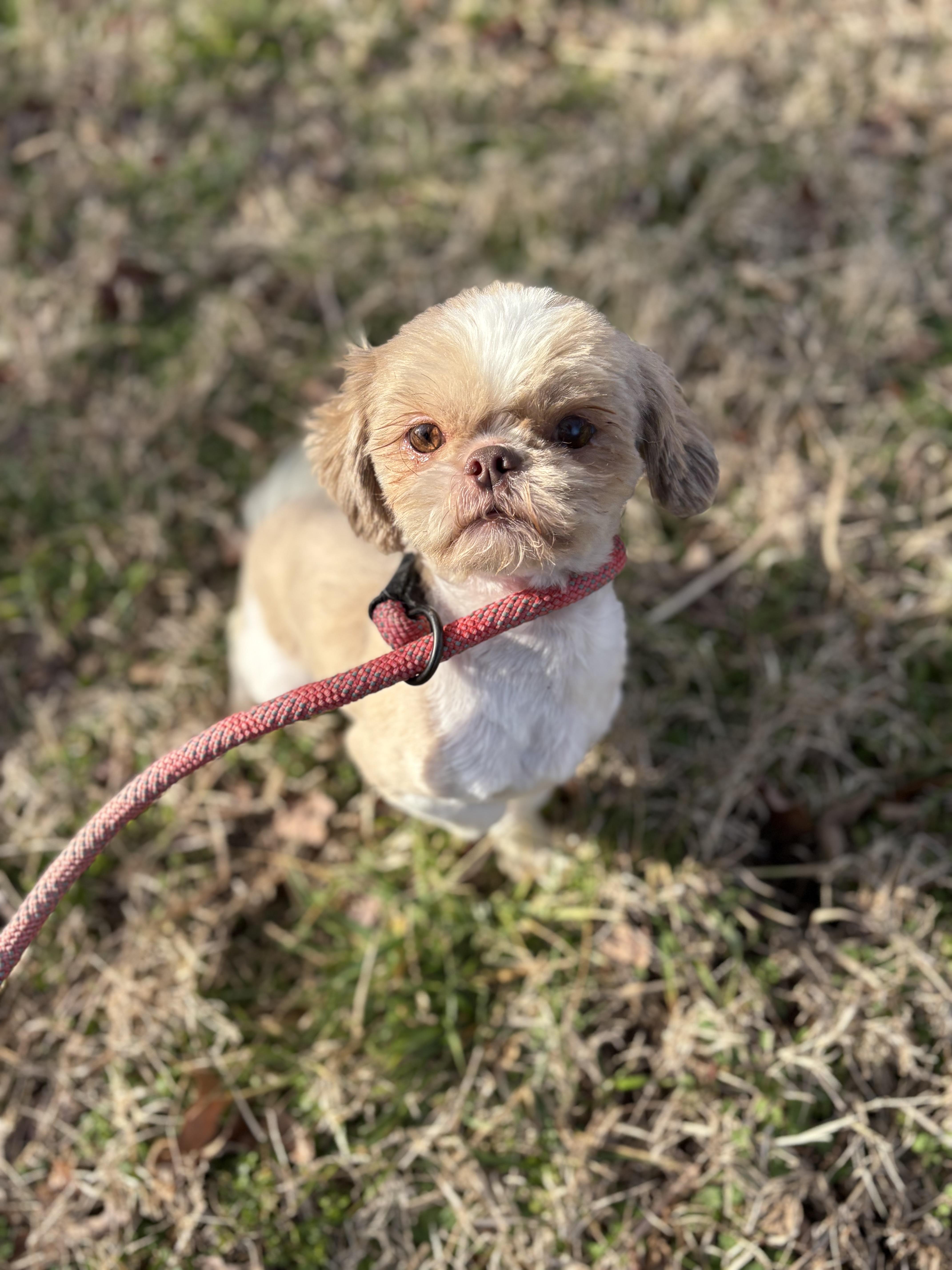 Big Red, a ADOPTABLE Shih Tzu in Louisa, VA image 4/4