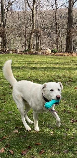 Snoop Dawg, a Adoptable mixed breed in Terra Cotta, ON image 1/4