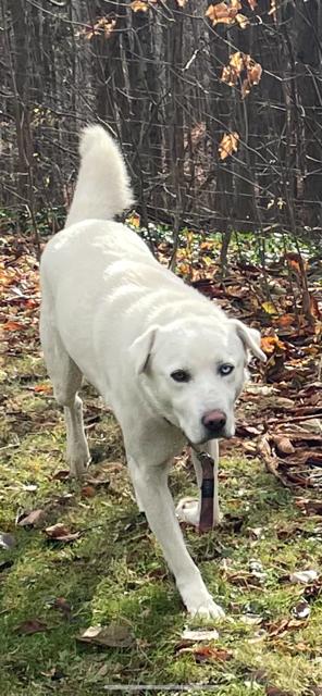 Snoop Dawg, Adoptable, Adult Male Labrador Retriever & Husky.