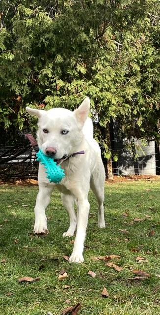 Snoop Dawg, a Adoptable mixed breed in Terra Cotta, ON image 4/4